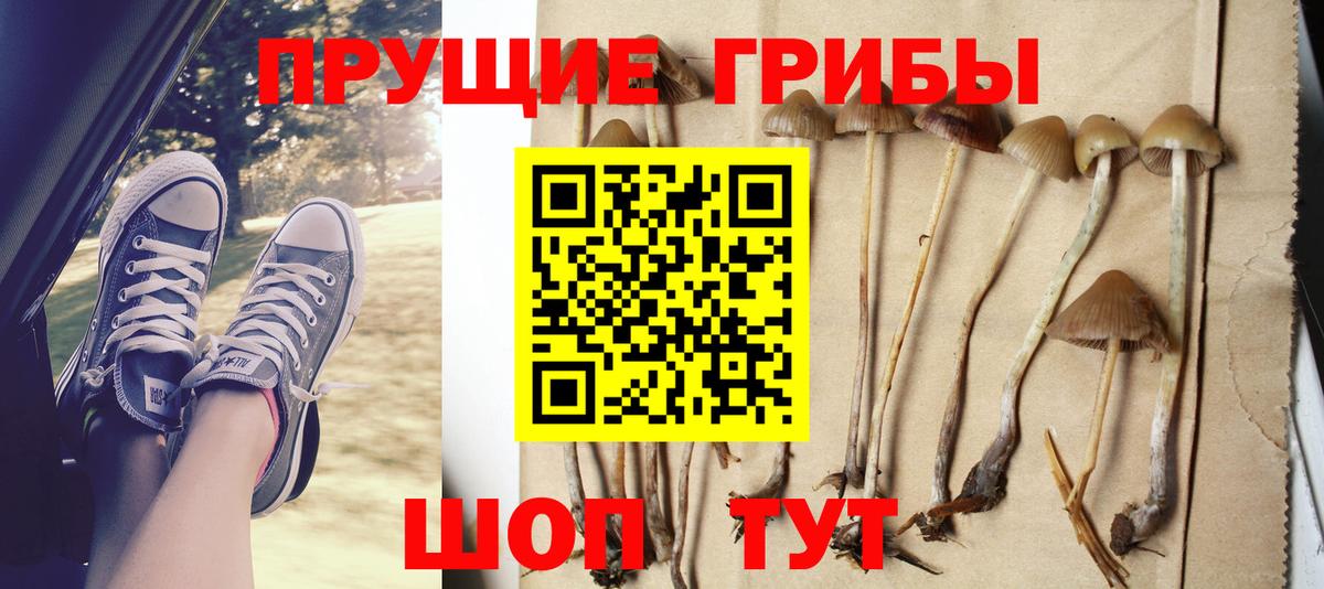 Галлюциногенные грибы Psilocybe Каменск-Шахтинский